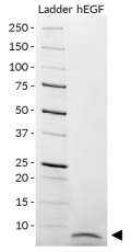 SDS-PAGE analysis of recombinant human (h)EGF