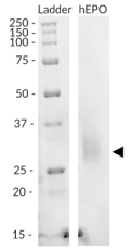 SDS-PAGE analysis of recombinant human (h)EPO.