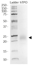 SDS-PAGE analysis of recombinant human (h)TPO