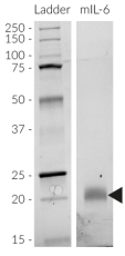SDS-PAGE analysis of recombinant mouse (m)IL-6