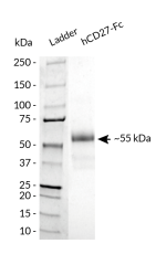 hCD27-Fc analysis by SDS-PAGE hCD27-Fc analysis by SDS-PAGE