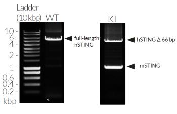 Validation of mSTING knockin by PCR Validation of mSTING knockin by PCR