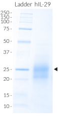 Recombinant human IL-29 detection by SDS-PAGE
