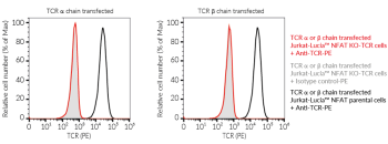 Validation of TCR knockout (KO) in Jurkat-Lucia™ NFAT KO-TCR cells