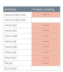 Protein L binding