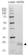 SDS-PAGE analysis of recombinant human (h)APRIL