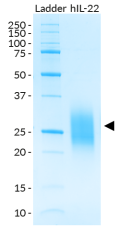 SDS-PAGE analysis of recombinant human (h)IL-22