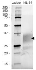 SDS-PAGE analysis of recombinant human (h)IL-34