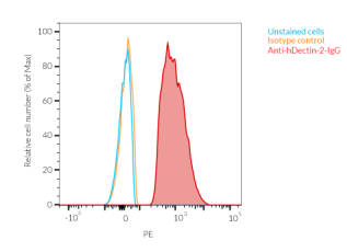 Binding of Anti-hDectin-2-IgG to human Dectin-2