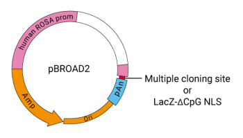 pBROAD2