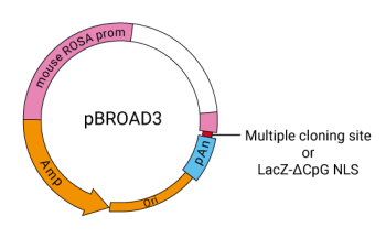 pBROAD3