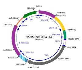 pCpGfree-OVA plasmid