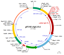 pFUSE-rIgG-Fc1 (rabbit) plasmid map