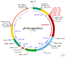 pFUSE-rtIgG2B-Fc1 plasmid map
