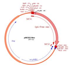 pMOD2-Neo plasmid