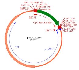 pMOD2-Zeo plasmid
