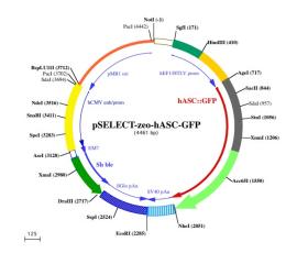 pSELECT-hASC-GFP plasmid