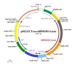 pSELECT-hHMGB1-Lucia plasmid