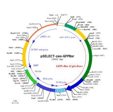 pSELECT-zeo-GFP::Bsr plasmid