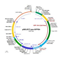 pSELECT-zeo-GFP::Sh plasmid