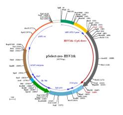 pSELECT-zeo-HSV1tk plasmid