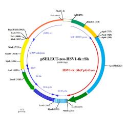 pSELECT-zeo-HSV1-tk::Sh plasmid