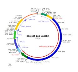 pSELECT-zeo-LacZSh plasmid map