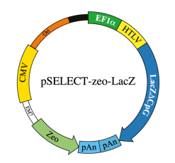 pSELECT-zeo-LacZ plasmid