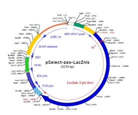 pSELECT-zeo-LacZnls plasmid