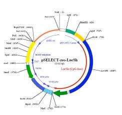 pSELECT-zeo-Luc::Sh plasmid