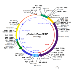 pSELECT-zeo-SEAP