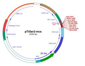 pTiGer2-mcs plasmid