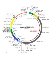 pUNO2-hIRAK1-HA plasmid map