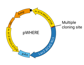 pWHERE  