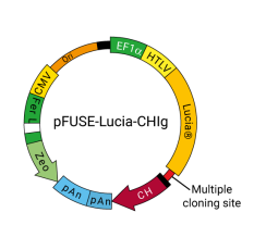 pFUSE-Lucia-CHIg general plasmid map