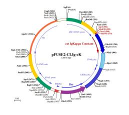 pFUSE2-CLIg-cK plasmid map