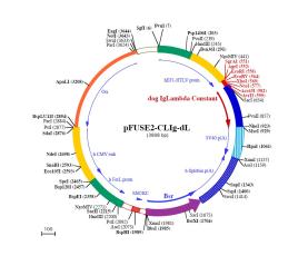 pFUSE2-CLIg-dL plasmid map