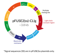 pFUSE2-CLIg general plasmid map