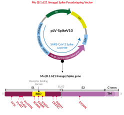Mu Variant (B.1.621 lineage) Spike pseudotyping vector