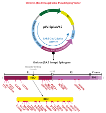 Omicron Variant (BA.2 lineage) Spike pseudotyping vector