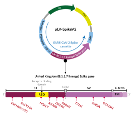 Alpha Variant (B.1.1.7 lineage) Spike pseudotyping vector