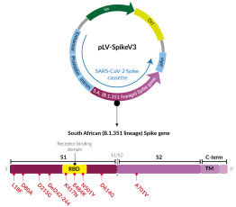 Beta Variant (B.1.351 lineage) Spike pseudotyping vector