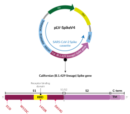 Epsilon Variant (B.1.429 lineage) Spike pseudotyping vector