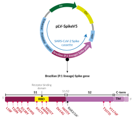 Gamma Variant (P.1 lineage) Spike pseudotyping vector