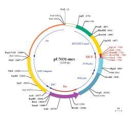 pUNO1-mcs plasmid construct