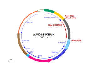 pUNO4-hJCHAIN plasmid map