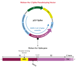 Wuhan-Hu-1 Spike (D614) Spike pseudotyping vector