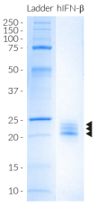 SDS-PAGE analysis of recombinant human (h)IFN-β