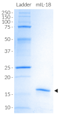 SDS-PAGE analysis of recombinant mouse (m)IL-18