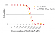 BFA inhibits STING-induced IRF activity